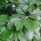 5 Seeds Fagus sylvatica EUROPEAN BEECH TREE (Seeds)