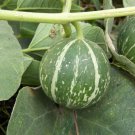 5 Seeds Cucurbita foetidissima BUFFALO GOURD - Rare Perennial (Seeds)