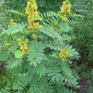 10 Seeds Cassia hebecarpa HARDY SENNA Yellow flowers (Seeds)