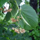 5 Seeds Tilia americana AMERICAN LINDEN or BASSWOOD TREE (Seeds)