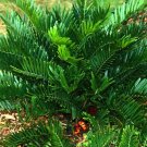 5 Seeds Zamia floridana COONTIE CYCAD (Seeds)