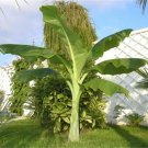 5 Seeds Ensete glaucum SNOW BANANA (Seeds)