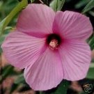 10 Seeds Hibiscus lasiocarpus ROSE MALLOW (Seeds)