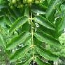 5 Seeds Phellodendron amurense AMUR CORK TREE (Seeds)