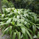 5 Seeds Curculigo syn molineria capitulata PALM GRASS (Seeds)