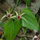 5 Seeds Stemona tuberosa VERY RARE AND UNIQUE VINE (Seeds)
