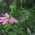 5 Seeds Passiflora mollissima BANANA PASSIONFLOWER Exotic (Seeds)