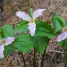 5 Seeds Trillium ovatum WESTERN WHITE TRILLIUM (Seeds)