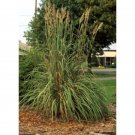 10 Seeds Erianthus ravennae HARDY PAMPAS GRASS (Seeds)