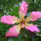 5 Seeds Ceiba speciosa SILK FLOSS TREE (Seeds)