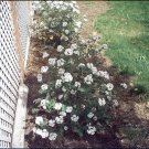 10 Seeds Viburnum carlesii Compactum KOREANSPICE Fragrant (Seeds)