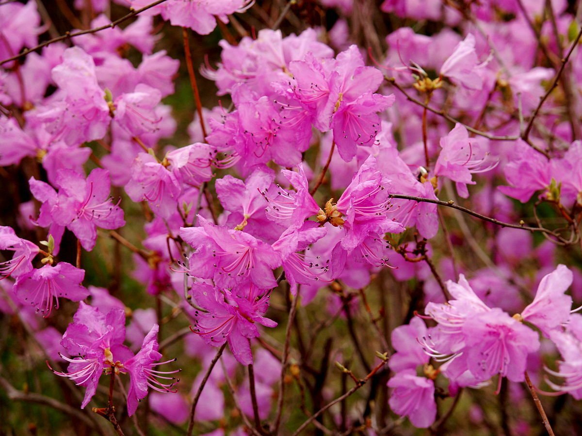 10 Seeds Rhododendron mucronulatum RHODODENDRON (Seeds)