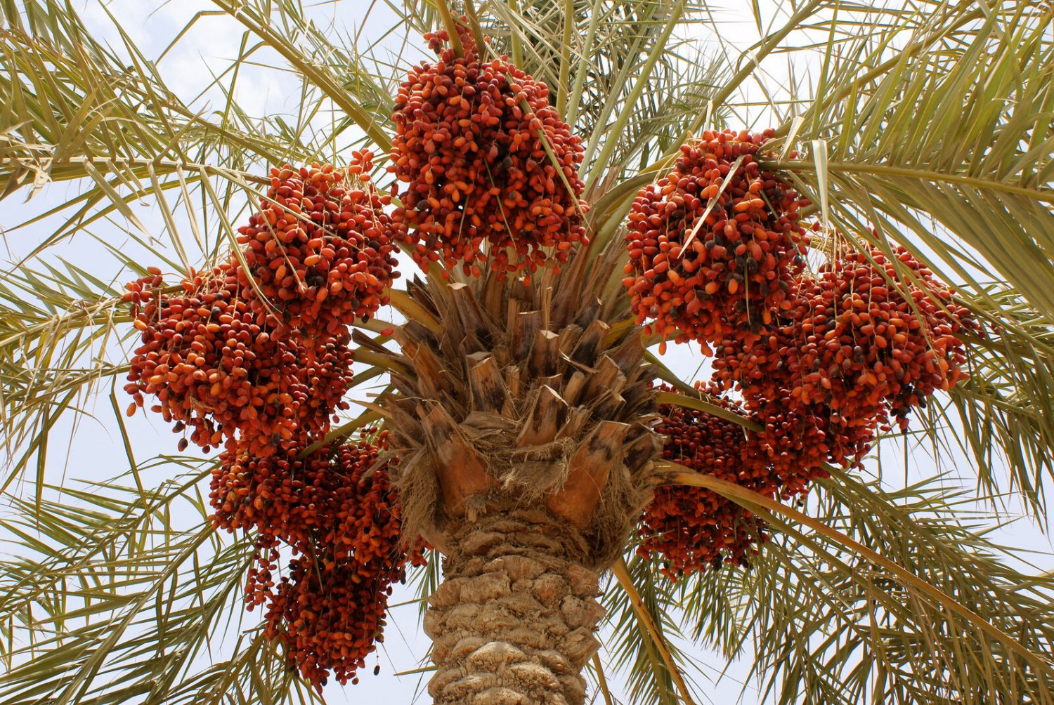 10 Seeds Phoenix dactylifera MEDJOOL DATE PALM (Seeds)