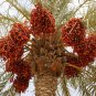 10 Seeds Phoenix dactylifera MEDJOOL DATE PALM (Seeds)