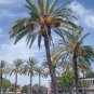 10 Seeds Phoenix dactylifera MEDJOOL DATE PALM (Seeds)