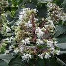 5 Seeds Clerodendrum infortunatum HILL GLORY BOWER (Seeds)