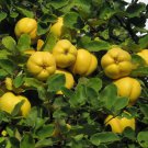 5 Seeds Cydonia oblonga QUINCE TREE (Seeds)