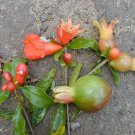 5 Seeds Punica granatum Nana DWARF POMEGRANATE TREE (Seeds)