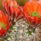 10 Seeds Echinocereus polyacanthus ORANGE RED HEDGEHOG CACTUS Hardy (Seeds)