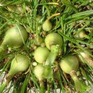 5 Seeds Ornithogalum caudatum PREGNANT ONION (Seeds)