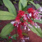 5 Seeds Rauwolfia serpentina VERY RARE AND UNIQUE (Seeds)