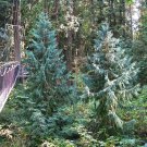 5 Seeds Taiwania cryptomerioides COFFIN TREE (Seeds)