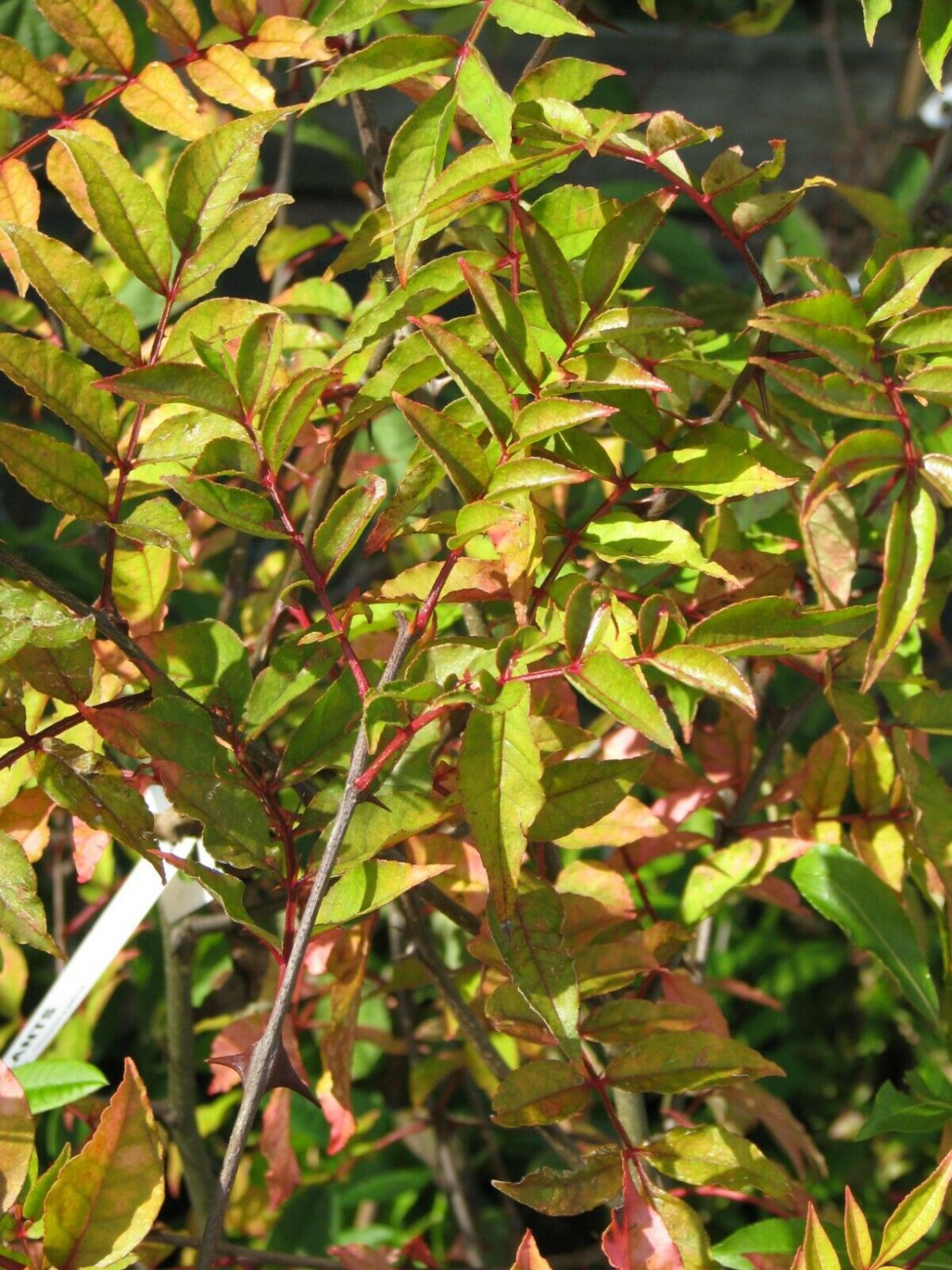 5 Seeds Zanthoxylum armatum WINGED PRICKLY ASH (Seeds)