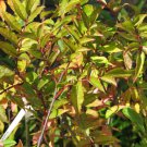 5 Seeds Zanthoxylum armatum WINGED PRICKLY ASH (Seeds)