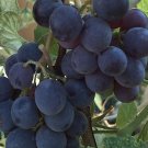 5 Seeds Vitis labrusca CONCORD GRAPE (Seeds)