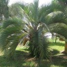 5 Seeds Butia odoratus COLD HARDY JELLY PALM (Seeds)