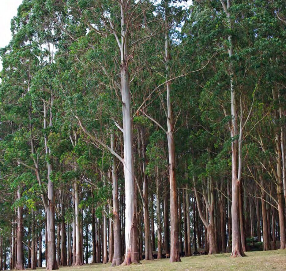 10 Seeds Eucalyptus regnans UNIQUE TREE (Seeds)