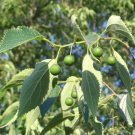 5 Seeds Celtis australis HONEYBERRY Tree (Seeds)
