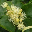 5 Seeds Tilia amurensis AMUR LINDEN TREE (Seeds)