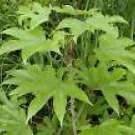 5 Seeds Kalopanax pictus ARALIA TREE (Seeds)
