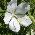 5 Seeds Hibiscus coccineus Alba WHITE TEXAS STAR HIBISCUS (Seeds)