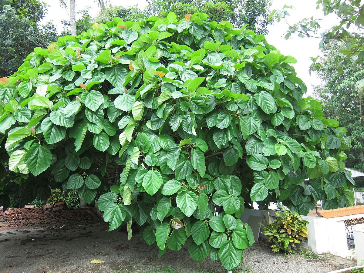 5 Seeds Ficus roxburghii ROXBURGH FIG - Bold Hardy Fig Species (Seeds)