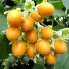10 Seeds Cyphomandra betacea YELLOW TREE TOMATO (Seeds)