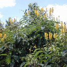 5 Seeds Cassia didymobotrya POPCORN SENNA Yellow flowers (Seeds)
