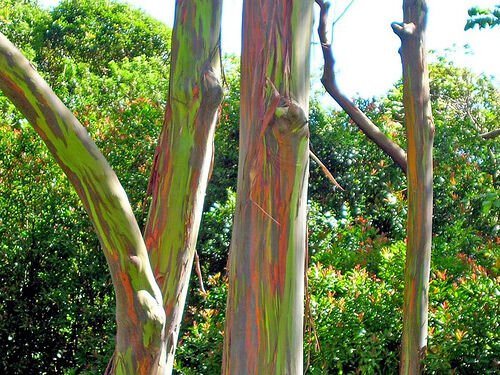 10 Seeds Eucalyptus deglupta RAINBOW EUCALYPTUS TREE (Seeds)