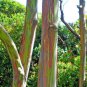 10 Seeds Eucalyptus deglupta RAINBOW EUCALYPTUS TREE (Seeds)