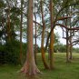 10 Seeds Eucalyptus deglupta RAINBOW EUCALYPTUS TREE (Seeds)