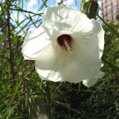 5 Seeds Hibiscus dasycalyx NECHES RIVER HIBISCUS (Seeds)
