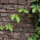 5 Seeds Dioscorea pentaphylla Rare Permaculture Crop - YAM (Seeds)