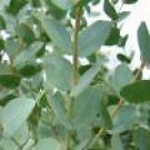 10 Seeds Eucalyptus pulverulenta UNIQUE TREE (Seeds)