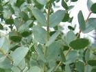 10 Seeds Eucalyptus pulverulenta UNIQUE TREE (Seeds)