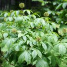 5 Seeds Eleutherococcus senticosus SIBERIAN GINSENG Hardy Exotic (Seeds)