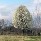 5 Seeds Pyrus calleryana FLOWERING PEAR TREE (Seeds)