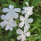 5 Seeds Plumbago zeylanica WILD LEADWORT Exotic (Seeds)