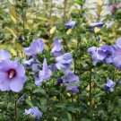 10 Seeds Hibiscus syriacus BLUE SATIN Rose of Sharon (Seeds)