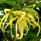 5 Seeds Cananga odorata YLANG YLANG - FRAGRANT FLOWERS (Seeds)